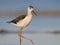 Close up portrait of young black winged stilt