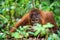 A close up portrait of the young Bornean orangutan .