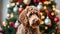Close up portrait of a young brown labradoodle dog is proudly