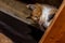 Close-up portrait of a young calico cat looking down