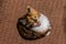 Close up portrait of a young calico cat looking up