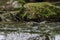 Close-up portrait of young dipper, hunting in the mountain stream.