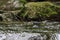 Close-up portrait of young dipper, hunting in the mountain stream.