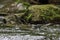 Close-up portrait of young dipper, hunting in the mountain stream.