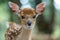 Close-up Portrait of a Young Fawn in Natural Setting