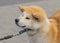 Close-up portrait of young and fluffy Akita inu dog that draw the leash