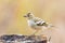 Close up portrait of young Fringilla coelebs