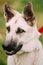 Close Up Portrait Of Young Happy East European Shepherd - Veo Or