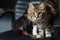 Close-up portrait of young Maine coon cat on black leather chair with toy.