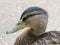 Close up portrait of young male mallard duck.