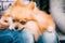 Close up portrait of young Red Pomeranian Spitz Small Dog