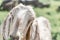 Close-up portrait of a young white goat looking at the camera. Front view. Anglo-Nubian breed of domestic goat