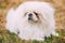 Close up portrait of young White Pekingese