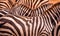 Close up portrait from a zebra in herd of zebras with pattern of black and white stripes. Wildlife scene from nature in savannah,