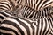 Close up portrait from a zebra in herd of zebras with pattern of black and white stripes. Wildlife scene from nature in savannah,