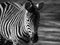 Close up portrait Zebra with striped background blurred