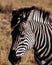 Close-up portrait of a Zebra - Zimbabwe