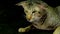 Close Up portraite: Cute siamese Cat