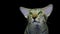 Close Up portraite: Cute siamese Cat