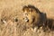 Close up portraits of adult male Sand River or Elawana Pride lion, Panthera leo, with cub in tall grass of Masai Mara