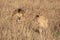 Close up portraits of adult male Sand River or Elawana Pride lion, Panthera leo, with cub in tall grass of Masai Mara with selecti