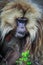 Close up portraits of Endemic Gelada Baboons living in the Simien Mo