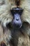 Close up portraits of Endemic Gelada Baboons living in the Simien Mo