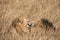 Close up portraits of heads of two Elawana or Sand River male lion, Panthera leo, brothers grooming each other