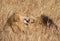 Close up portraits of heads of two Elawana or Sand River male lion, Panthera leo, brothers grooming each others faces