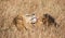 Close up portraits of heads of two Elawana or Sand River male lion, Panthera leo, brothers grooming each others` faces surrounded