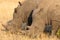 Close-up portraits of pair of white rhinoceros, Cerototherium simium, in African landscape in late afternoon sun