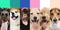 Close-up portraits of six cute joyful dogs. Collage. Web banner