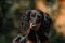 Close up portrate of black longhear dachshund