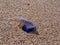 Close up of Portuguese Man O War on the beach