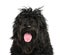 Close-up of a Portuguese Water Dog