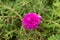 Close up Portulaca grandiflora flower