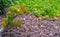 Close up of Portulacaria Afra plant on volcanic stones