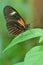 Close-up of a Postman Butterfly