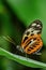 Close-up of a Postman Butterfly