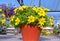 Close-up of a pot of yellow bacopa flowers standing on a wooden shelf in the garden center.