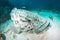 Close up of a Potato Cod being cleaned