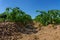 Close up of a potato field in sunlight with rows of green plants