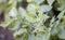 Close-up of potato leaves damaged by Colorado striped beetle larvae. Leptinotarsa Decemlineata. Serious potato pest in garden