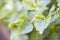 Close-up of potato leaves damaged by Colorado striped beetle larvae. Leptinotarsa Decemlineata. Serious potato pest in garden