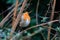 Close-up potrait of Eurasian Robin sitting on a twig in a bushes