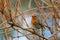 Close-up potrait of a songbird Robin with shining eye, sitting on a twig in a bushes