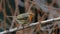 Close-up potrait of a wonderful and colorful songbird with shining eye, sitting on a twig in a bushes.