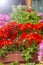 Close up of pots with geranium on stones steps. Atmospheric vintage garden and ancient street. Pot with beautiful red and pink