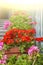 Close up of pots with geranium on stones steps. Atmospheric vintage garden and ancient street. Pot with beautiful red and pink