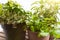 Close-up of potted basil, thyme, sage and coriander plants